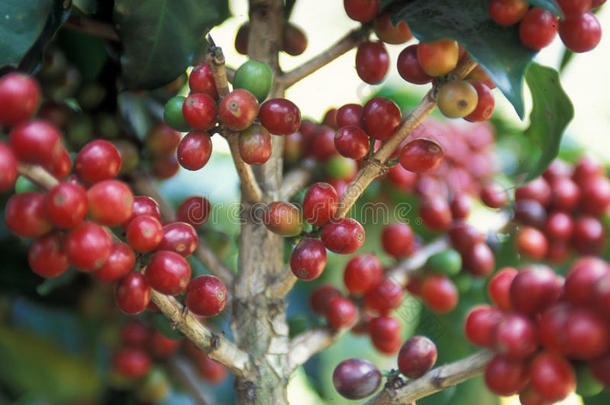 拉丁美洲危地马拉咖啡
