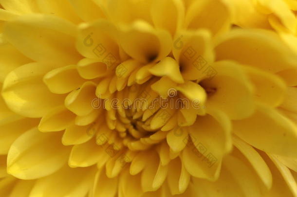 醒目的黄色花朵完美地放置在每一片花瓣上