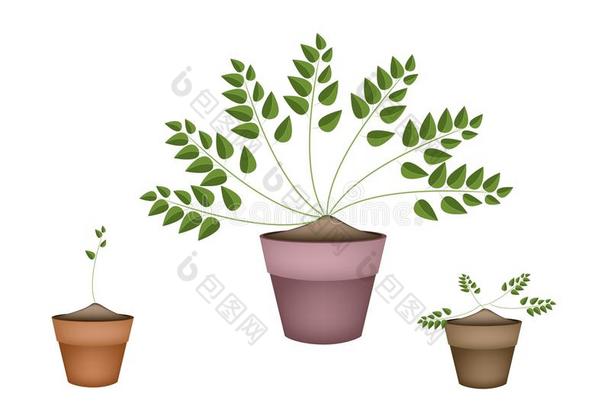 陶瓷花盆中的三种常绿植物