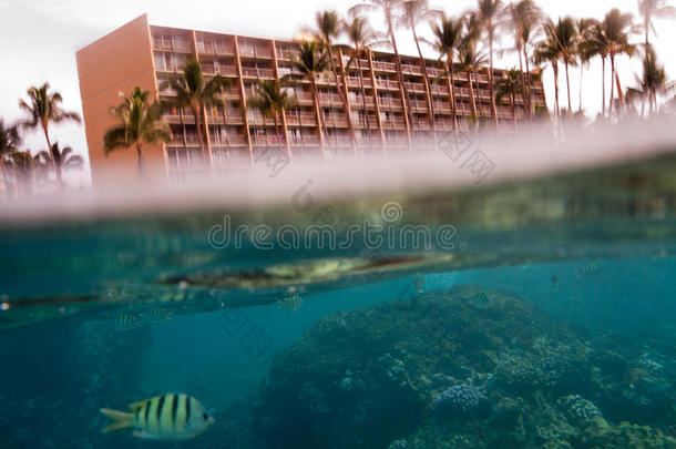 酒店门前热带鱼的水下照片