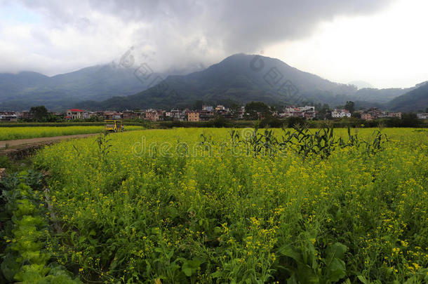 暴雨来临前的油菜花田