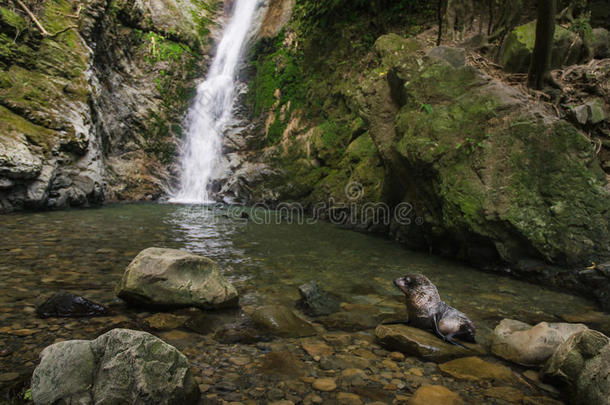 婴儿海豹在天然森林游泳池与瀑布