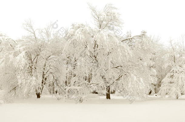 新英格兰大雪纷飞。