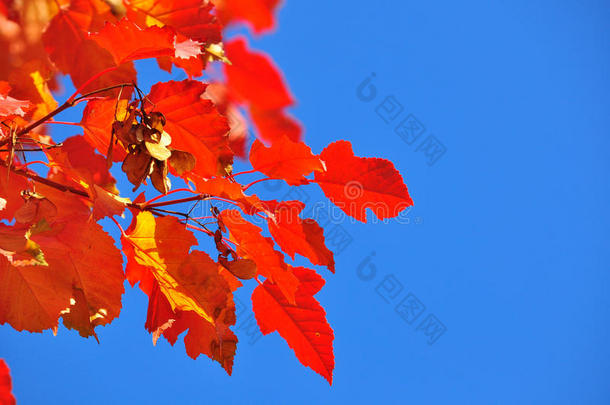 晴朗的秋叶映衬着蓝天。