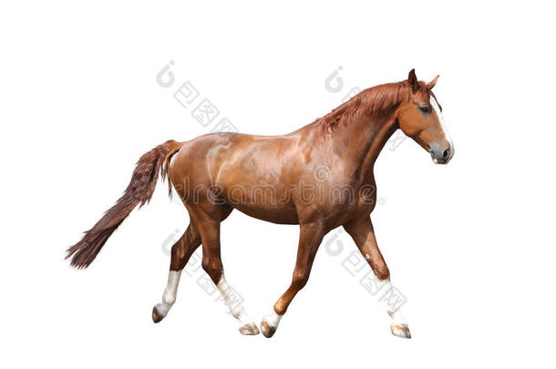 栗色棕色的马在白色背景上自由奔跑