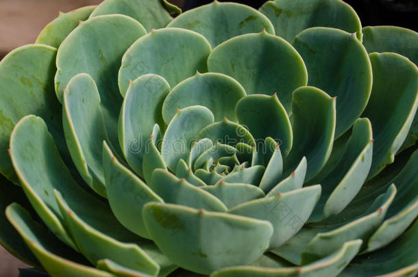 蓝绿色叶子的景天属植物