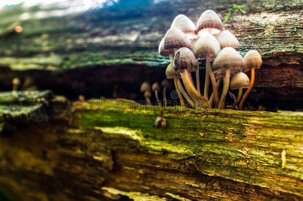 秋天森林里的毒蘑菇