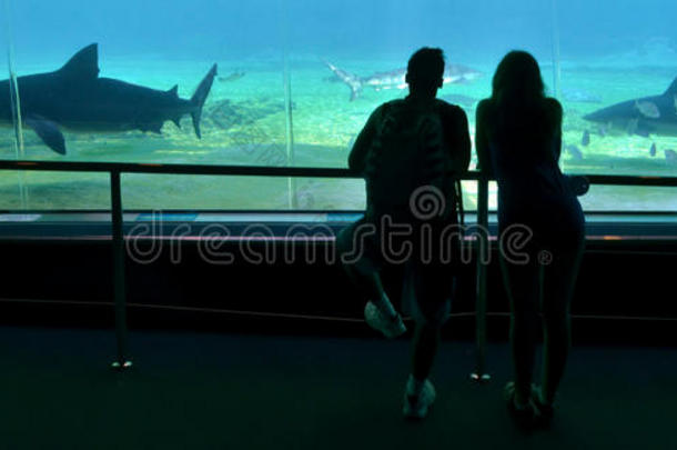 澳大利亚昆士兰黄金海岸海洋世界鲨鱼湾