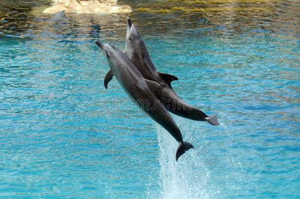 澳大利亚黄金海岸海洋世界海豚展
