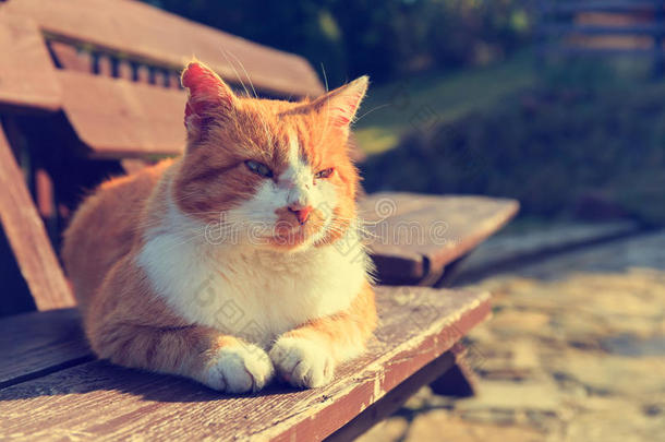 <strong>姜黄色</strong>的猫躺在长凳上