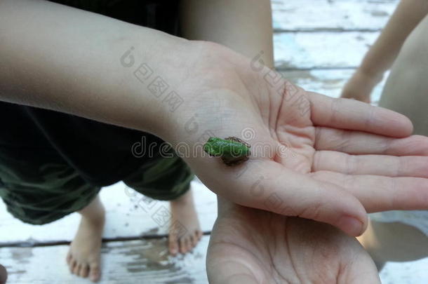 孩子手里的小青蛙