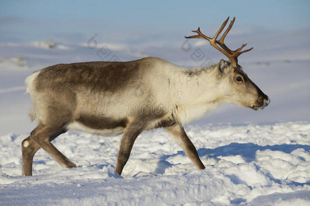 挪威北部特罗姆索地区自然环境中的驯<strong>鹿</strong>