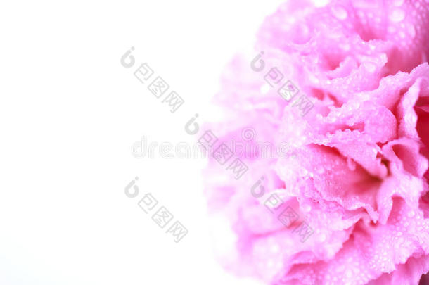 柔和颜色风格的粉红色花朵-库存图片
