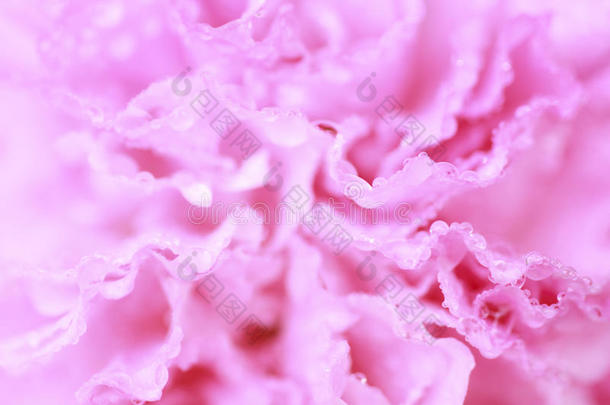 柔和颜色风格的粉红色花朵-库存图片