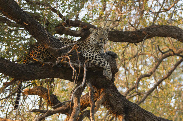 雄豹在大树上休息的风景照片
