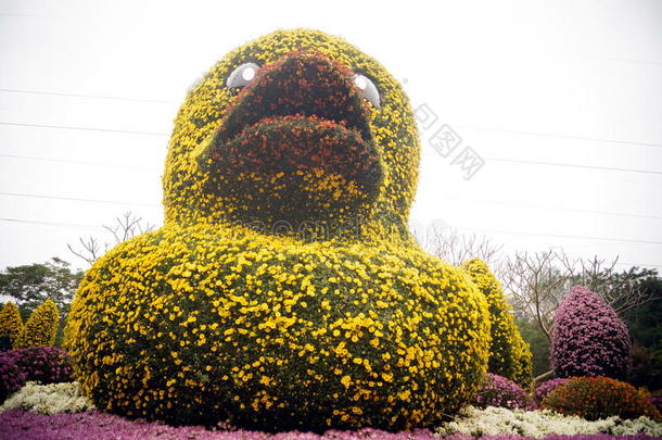 中国深圳：菊花展