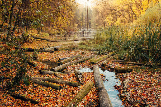 秋季河流周围森林砍伐的后果