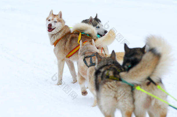 选秀犬比赛