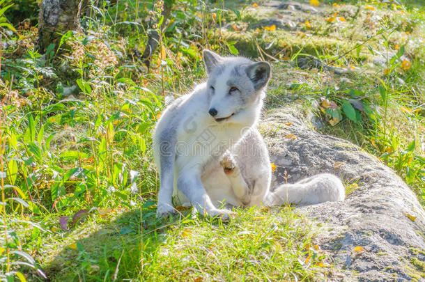 坐在岩石上的北极狐
