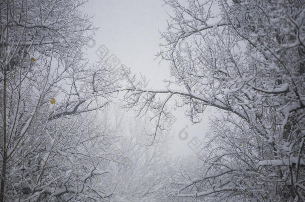 雪景。分支机构详情