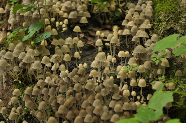 森林里的蘑菇。如雨后<strong>春笋</strong>般涌现。秋天。可食用的有毒蘑菇。子实体