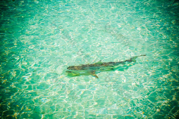 马尔代夫礁鲨2
