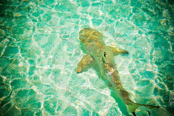 马尔代夫礁鲨11