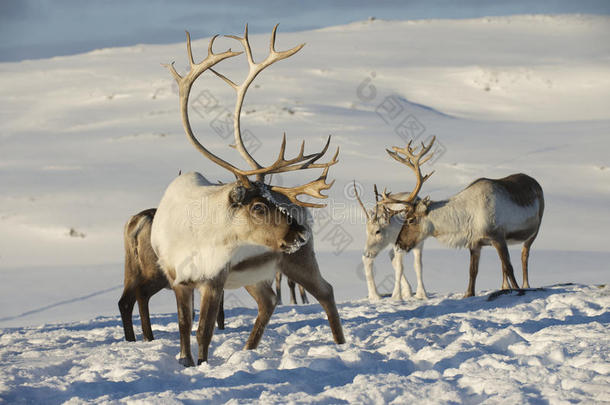 挪威北部特罗姆索地区自然环境中的驯<strong>鹿</strong>
