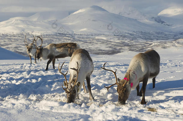 挪威北部特罗姆索地区自然环境中的驯鹿
