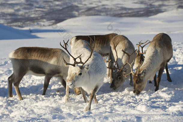 挪威北部特罗姆索地区自然环境中的驯鹿