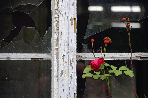 红玫瑰和饱经风霜的木窗