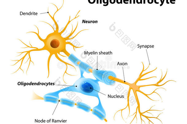 少突胶质细胞或少突胶质细胞