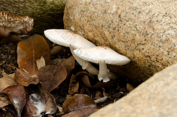 自然界的蘑菇