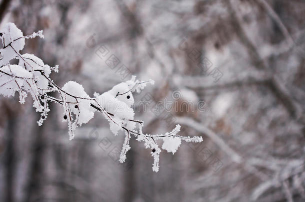 雪景。分支机构详情