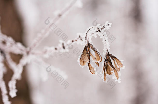 雪景。分支机构详情