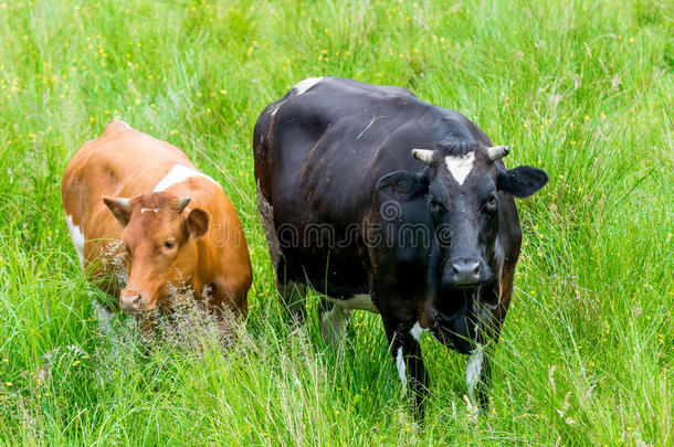青草地上的黑红相间的奶牛