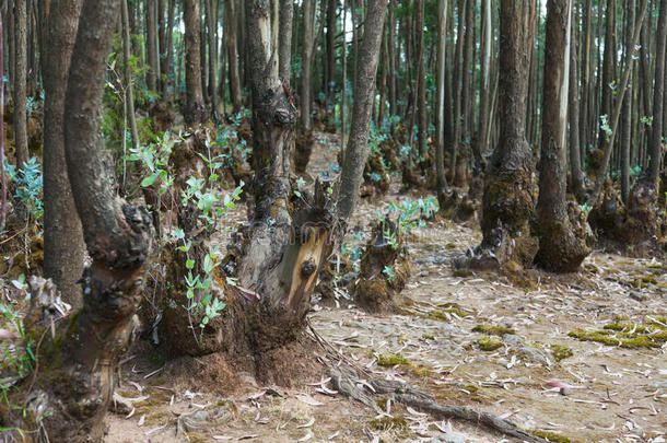 埃塞俄比亚的桉树林