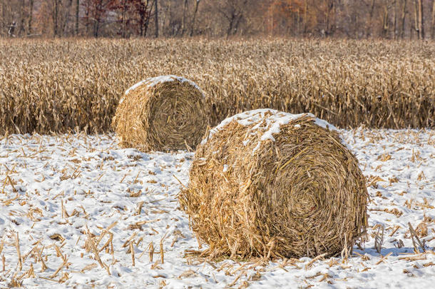 雪白的玉米秸秆捆