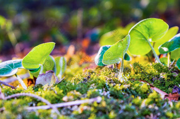 森林绿色可爱的苔藓风景如画的