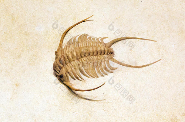一种<strong>奇特</strong>甲壳类动物的奇妙化石