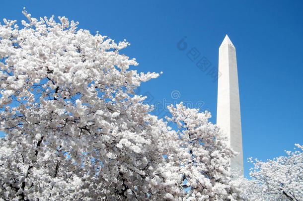 2010年华盛顿纪念碑前的华盛顿樱花盛开