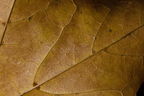 自然文摘-死亡叶子的表皮细胞和叶脉