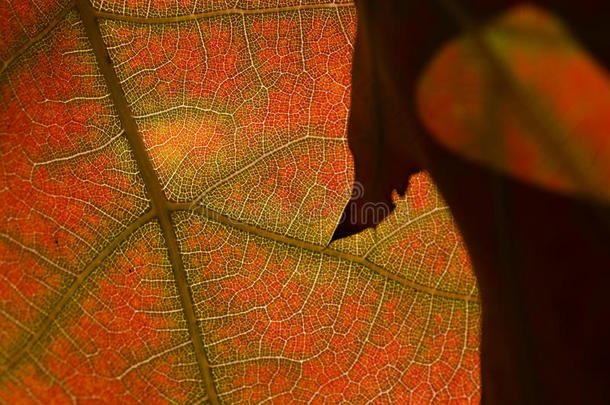 自然文摘-垂死树叶的细胞和叶脉