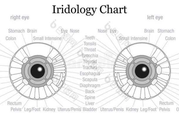 虹膜诊断图眼睛轮廓