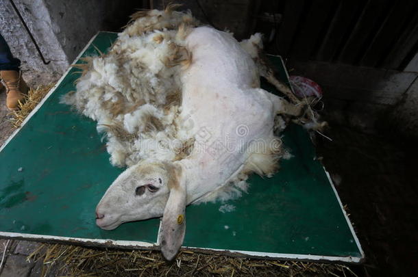 羊毛纱线用剪羊毛羊