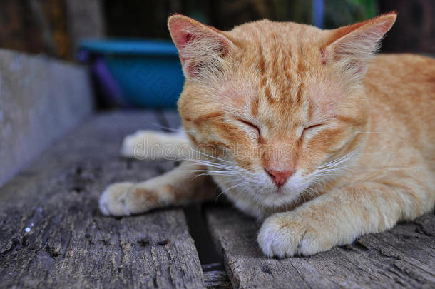 橙红色斑纹猫睡觉