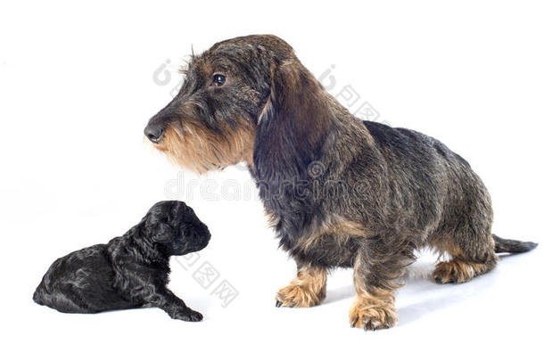 小狗贵宾犬和腊肠犬