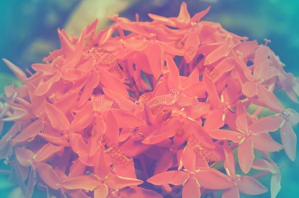 茜草科花朵配彩色滤光片，柔美的花朵用彩色滤光片聚焦