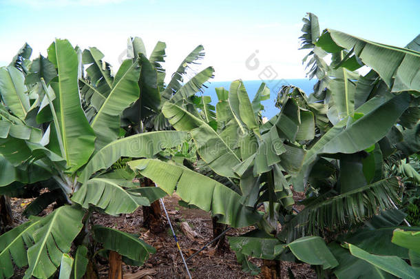 大型香蕉种植园