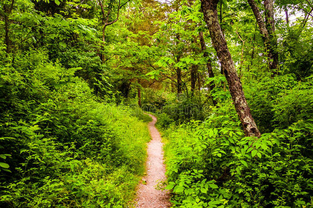 宾夕法尼亚州科多鲁斯州立公园，穿过茂密森林的狭窄小路。